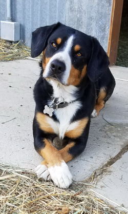 Entlebucher swiss mountain dog puppies for sale in NM